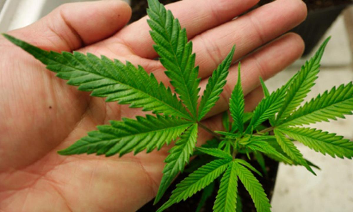 Medicinal marijuana scheme to go before Australian parliament